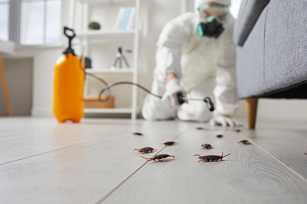 Post-Treatment Bed Bug Interceptor Monitoring in Hamlet